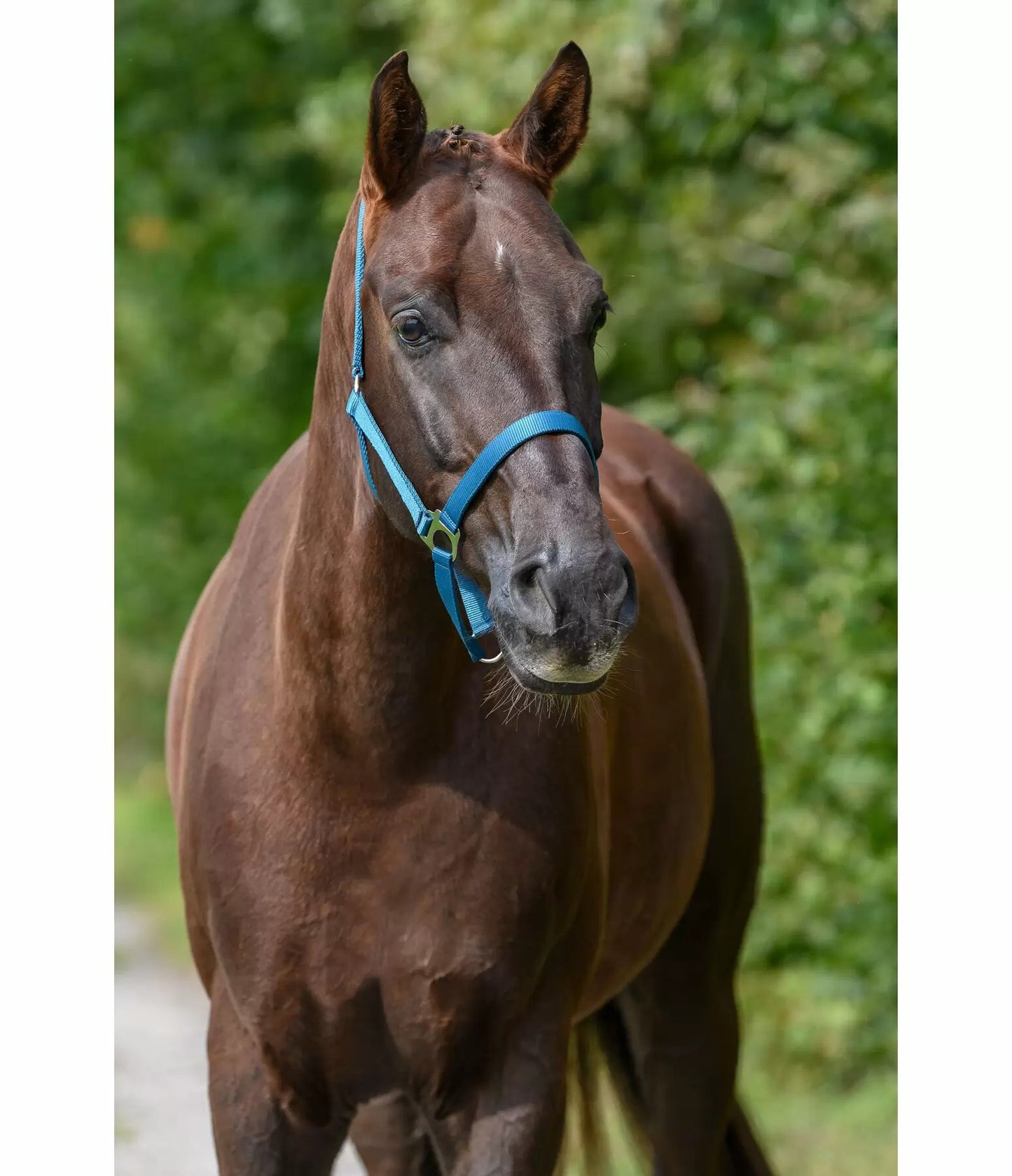Showmaster Cabezada de Cuadra para Caballo