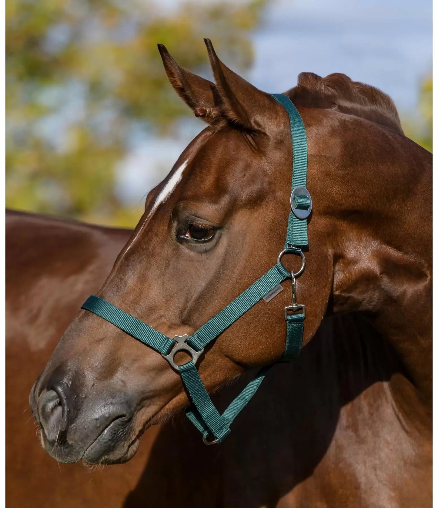 Showmaster Cabezada de Cuadra para Caballo