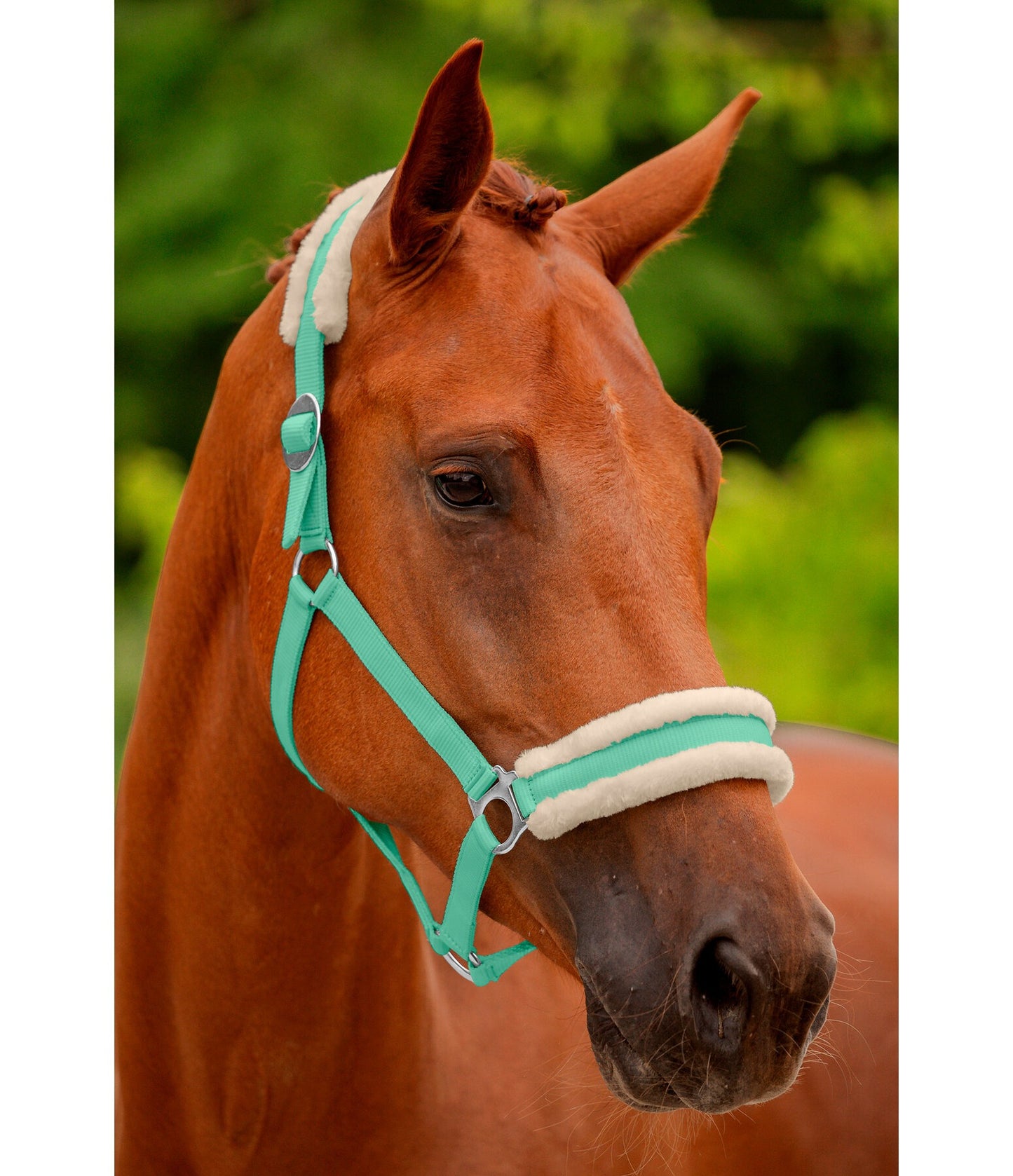 Showmaster Super Price III Cabezada Borreguito Caballo
