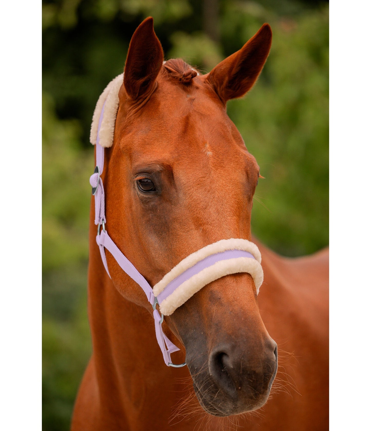 Showmaster Super Price III Cabezada Borreguito Caballo
