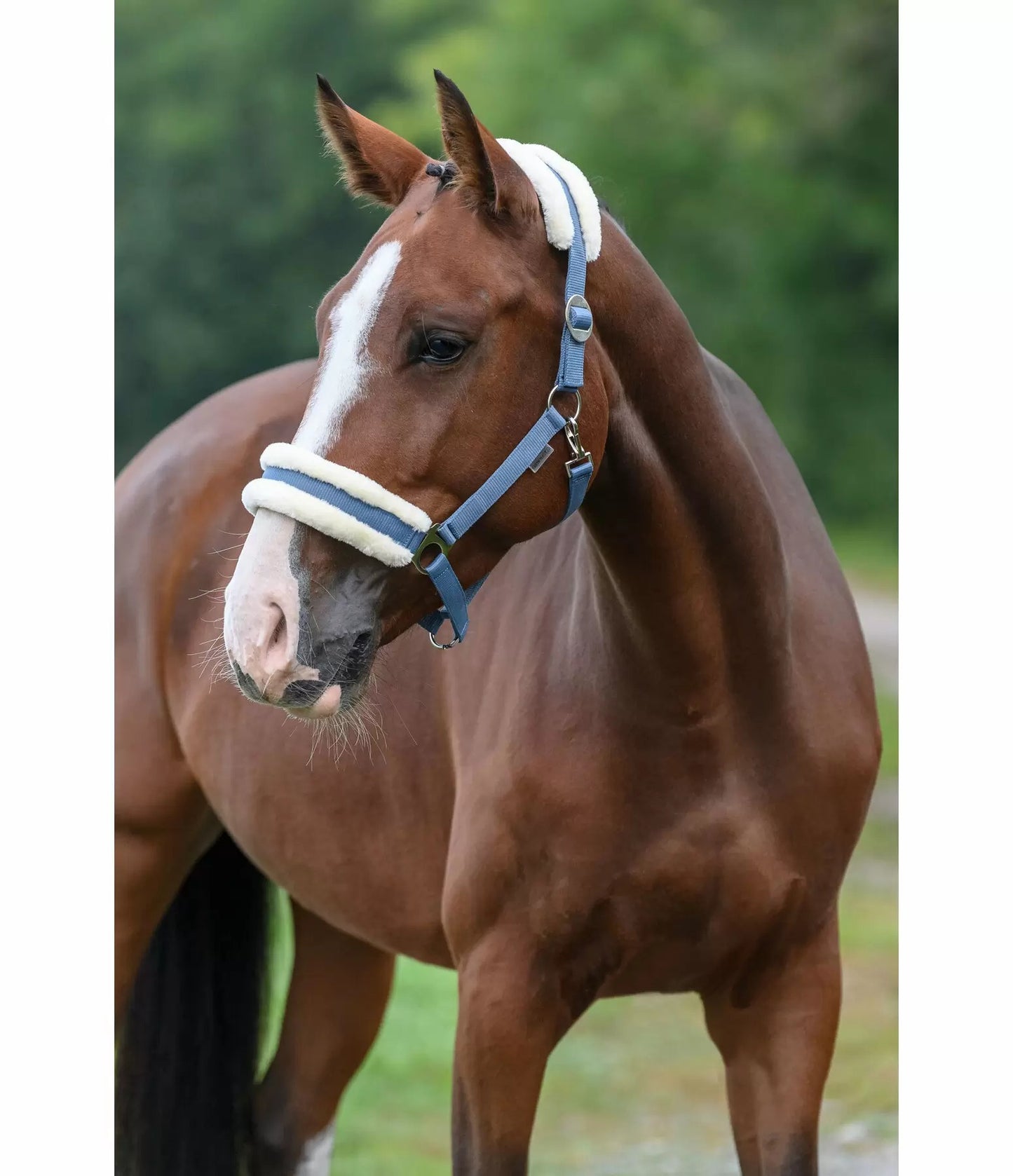 Showmaster Super Price III Cabezada Borreguito Caballo