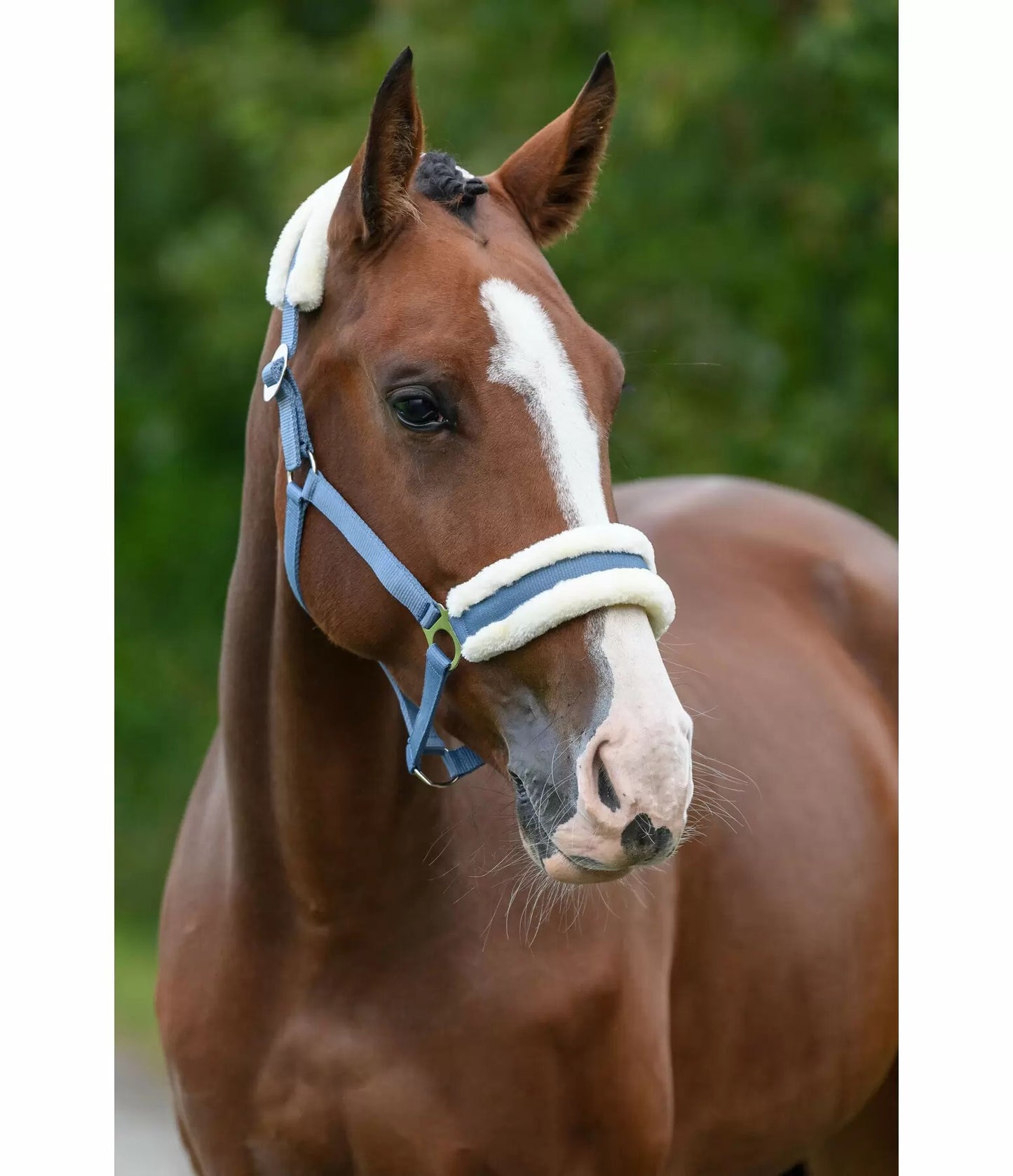 Showmaster Super Price III Cabezada Borreguito Caballo