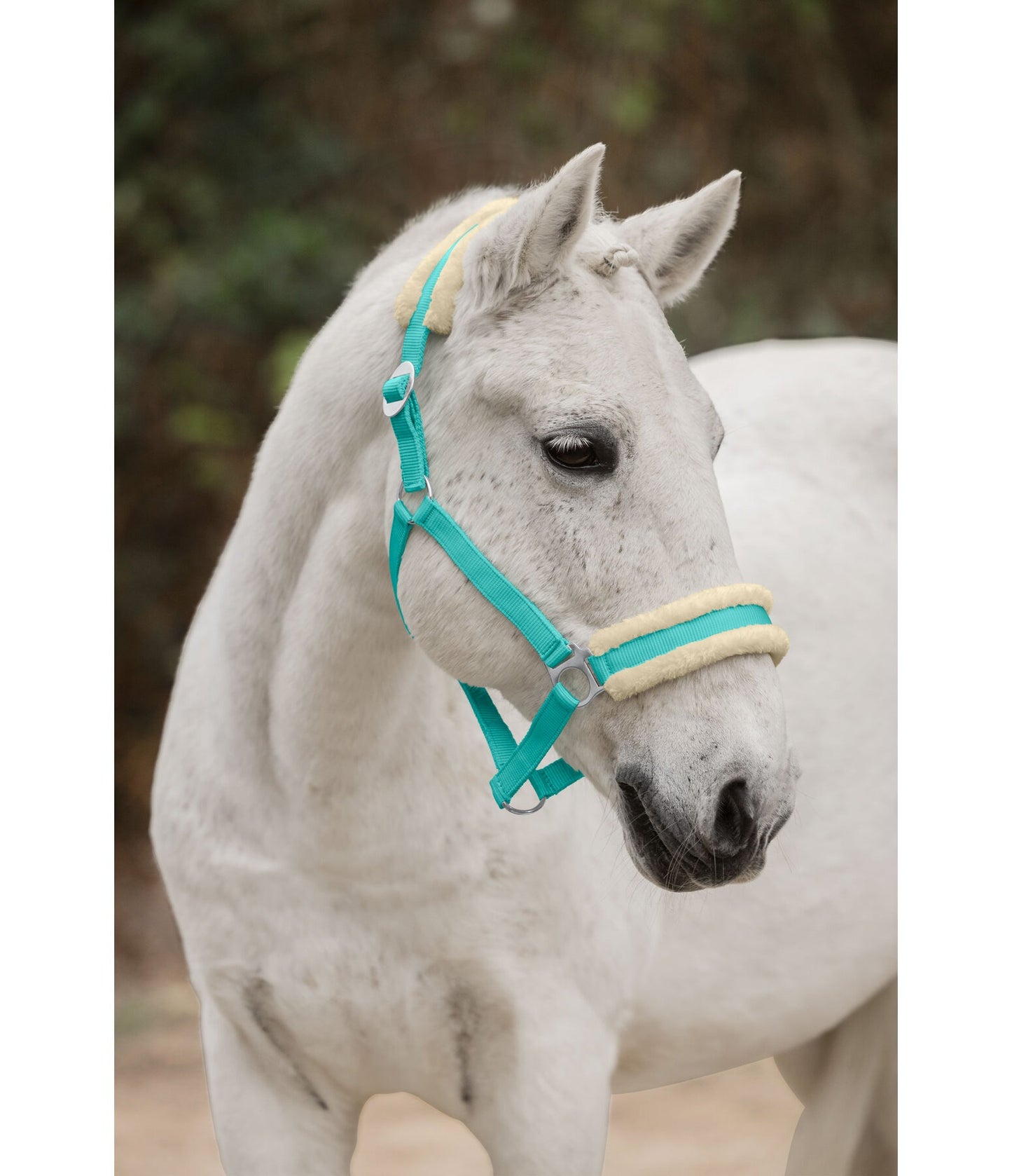 Showmaster Super Price III Cabezada Borreguito Caballo