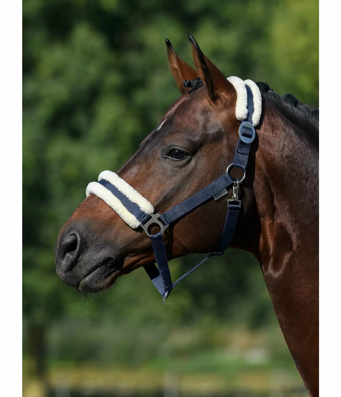 Showmaster Super Price III Cabezada Borreguito Caballo