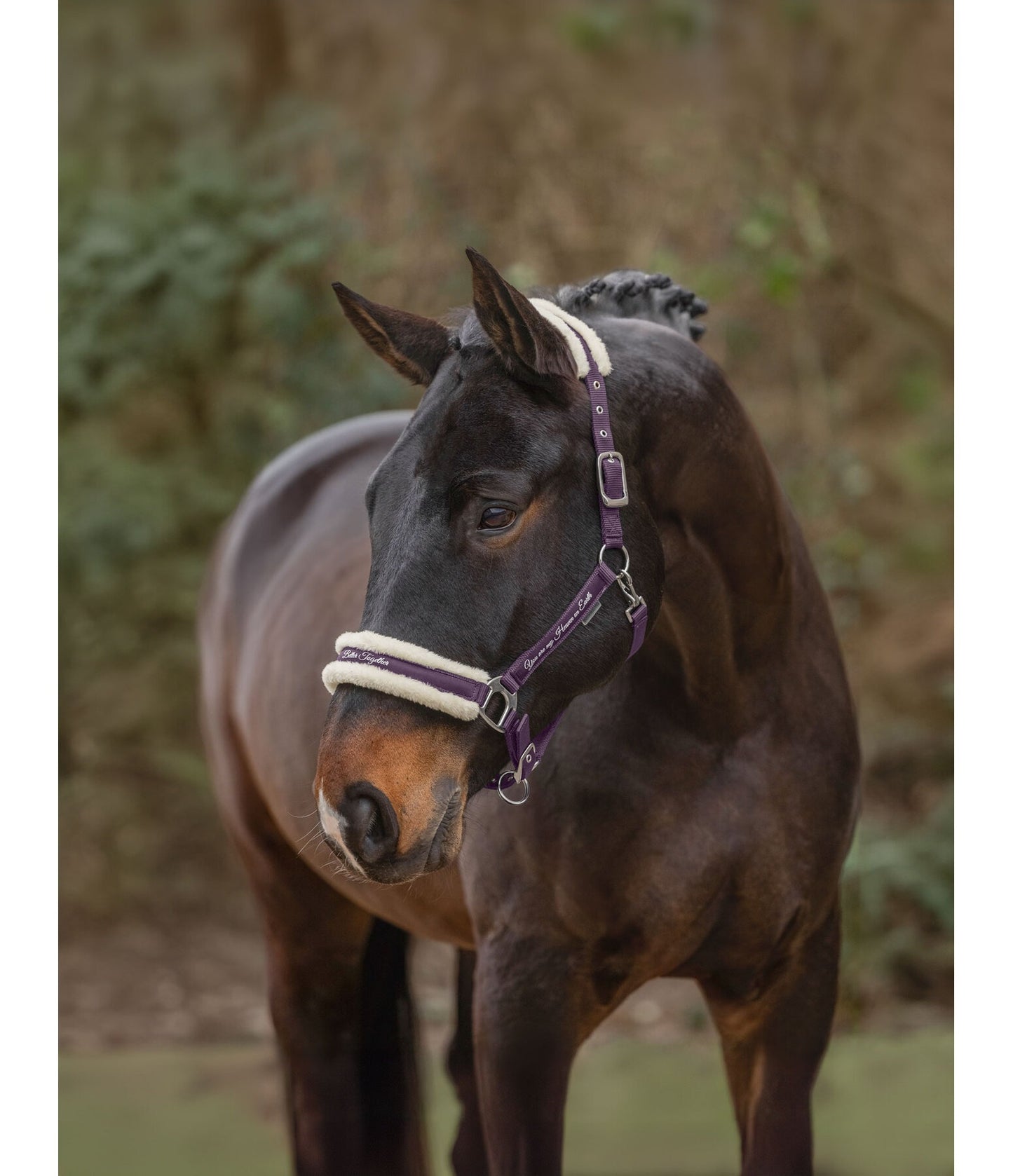 Showmaster Better Together Cabezada Borreguito Caballo