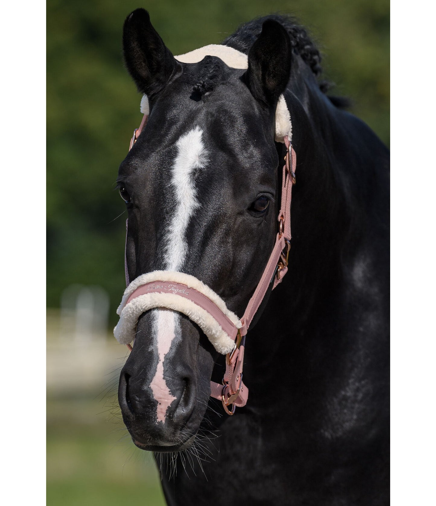 Showmaster Better Together Cabezada Borreguito Caballo