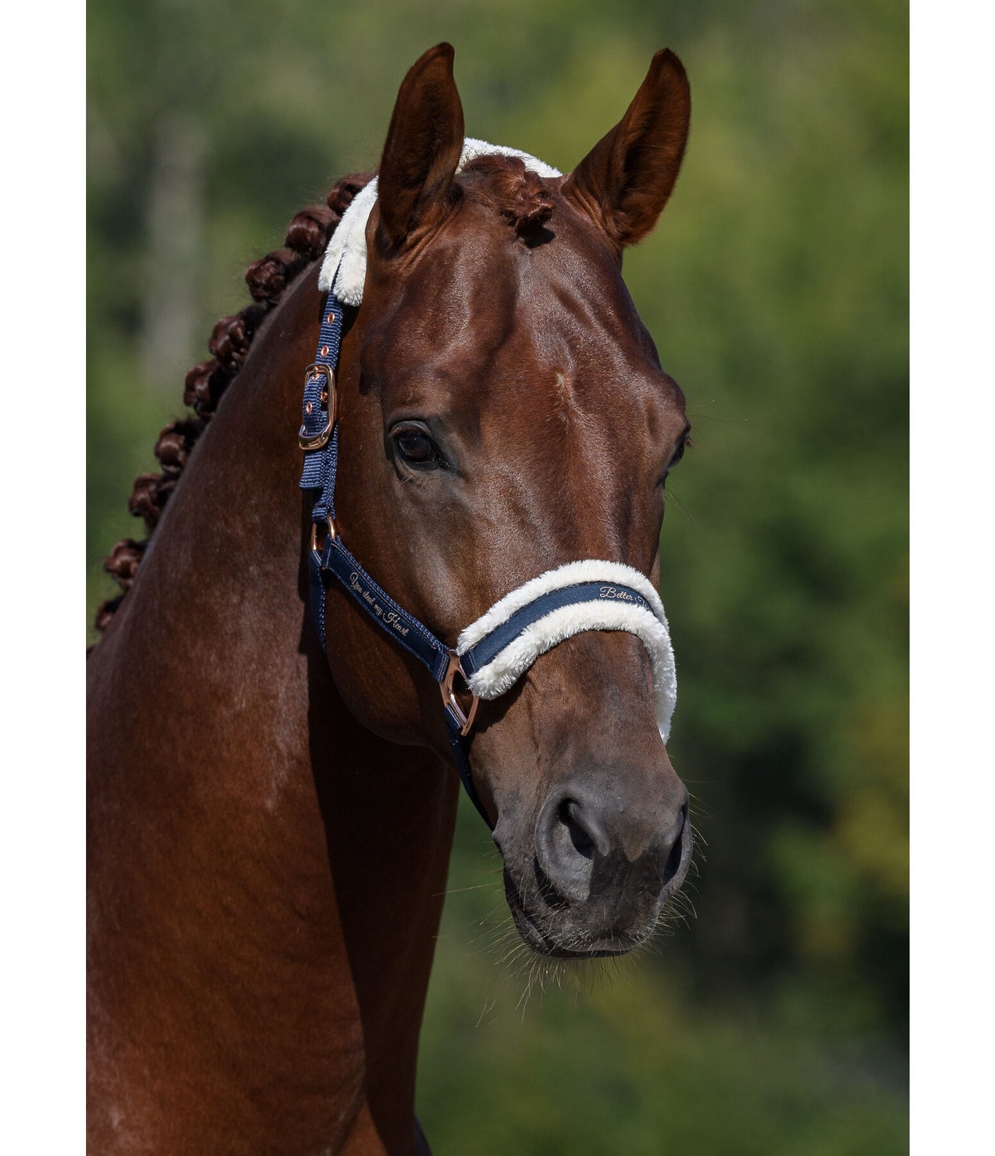 Showmaster Better Together Cabezada Borreguito Caballo