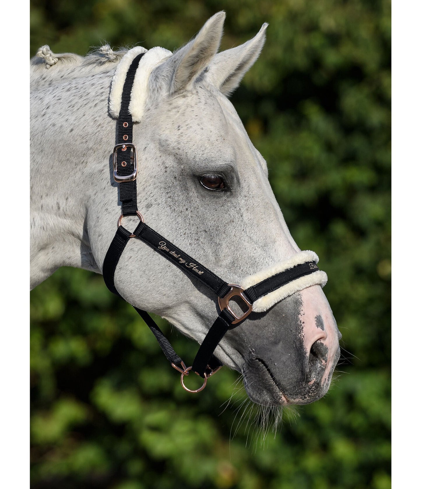 Showmaster Better Together Cabezada Borreguito Caballo