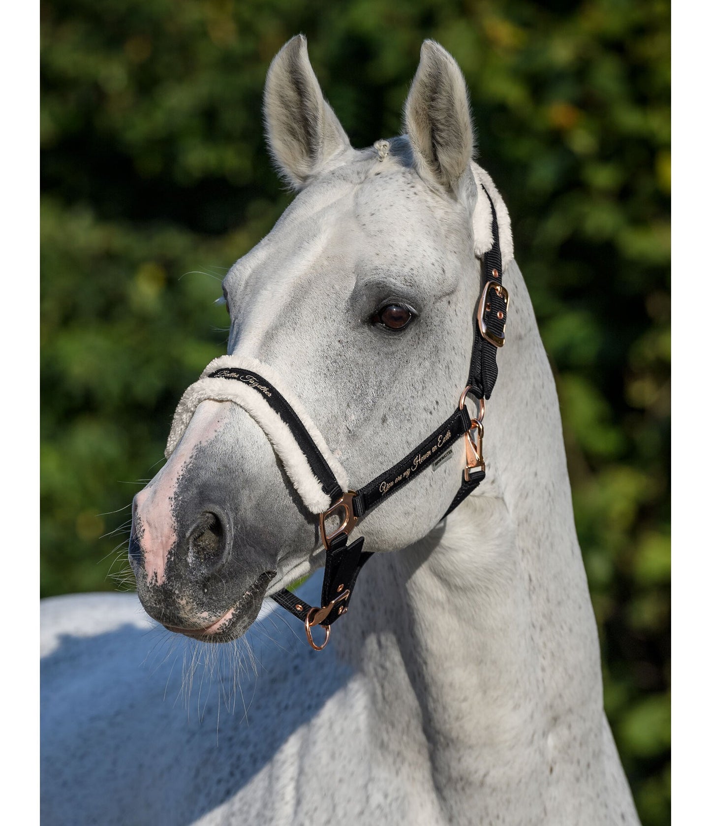 Showmaster Better Together Cabezada Borreguito Caballo