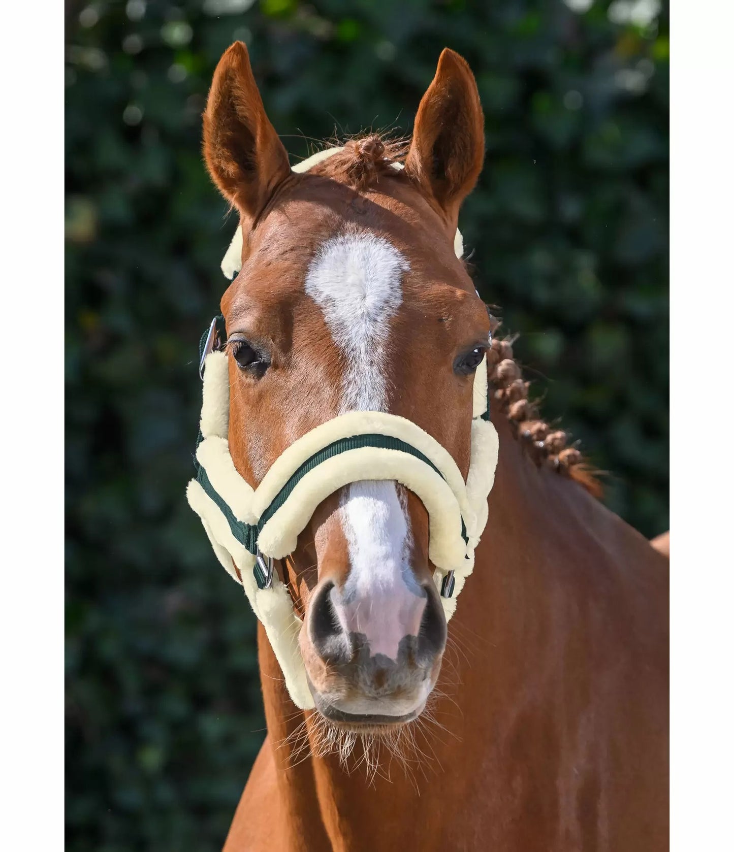 Showmaster Cabezada Borreguito Caballo