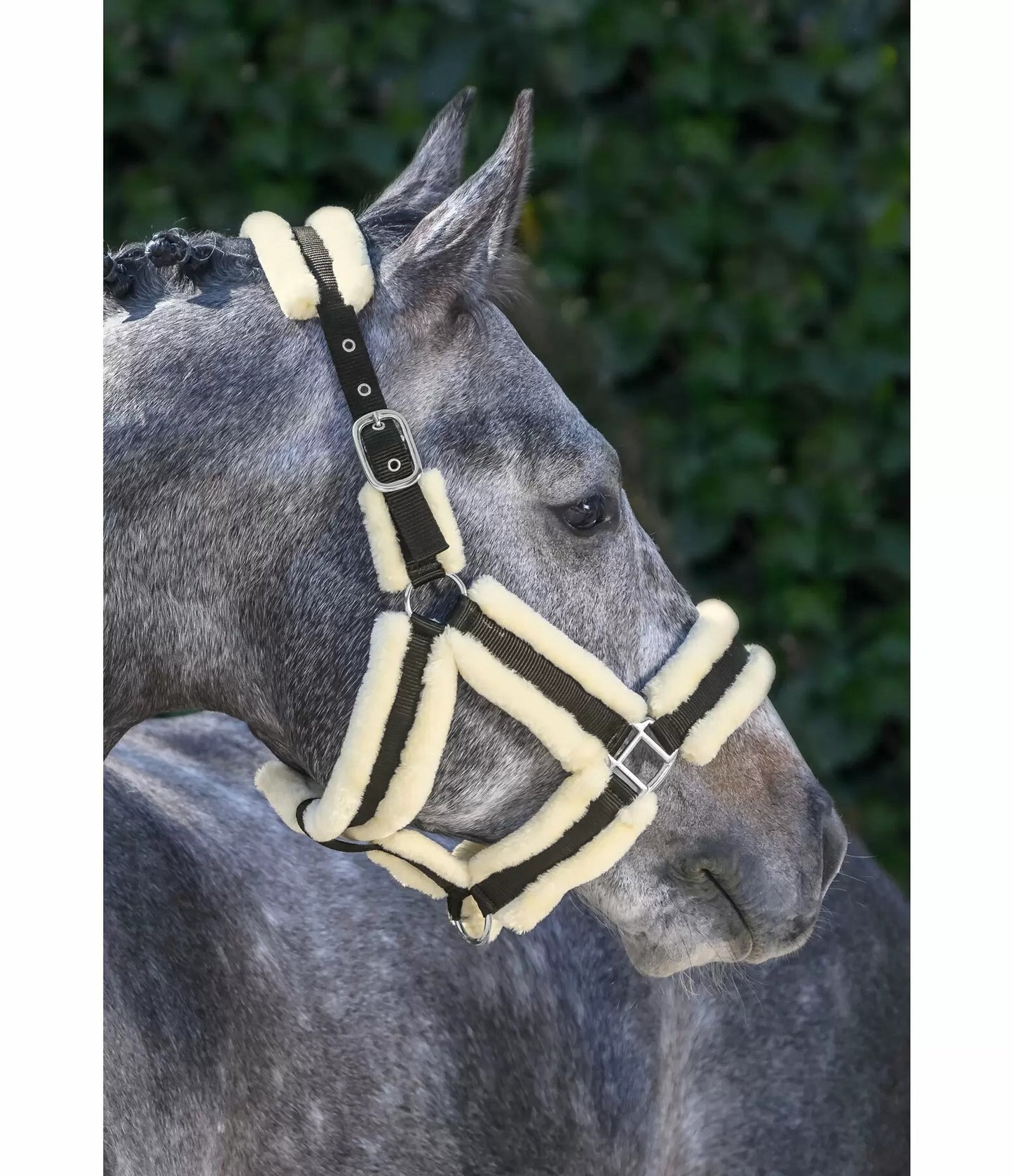 Showmaster Cabezada Borreguito Caballo
