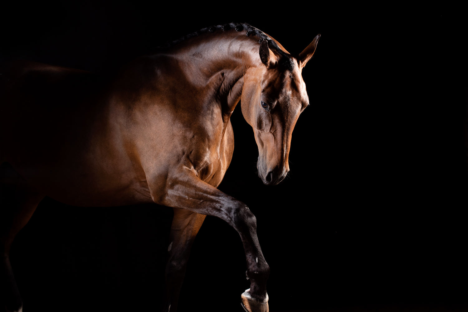 Caballo