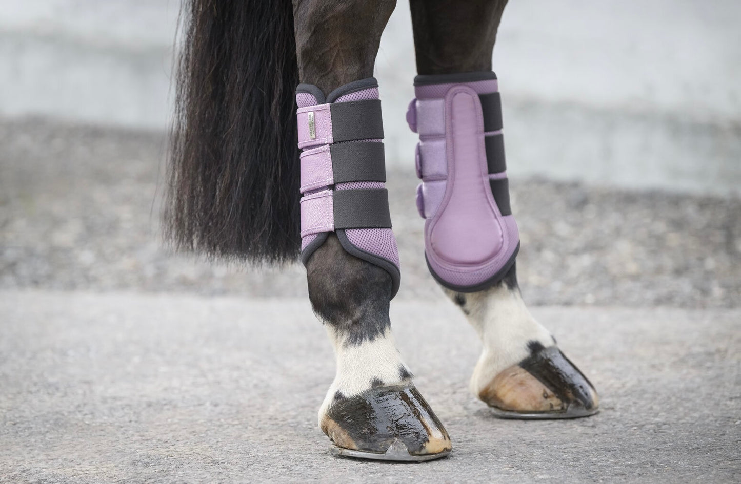 Protectores Suiza. Patas traseras
