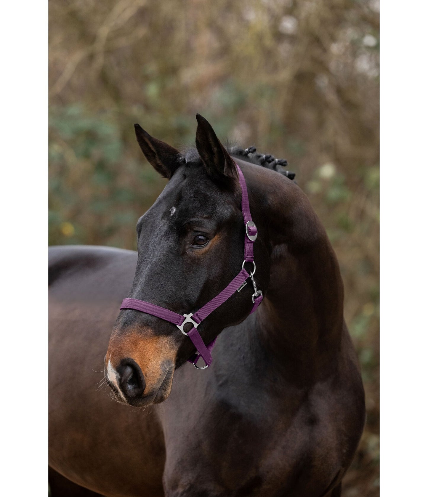Showmaster Cabezada de Cuadra para Caballo