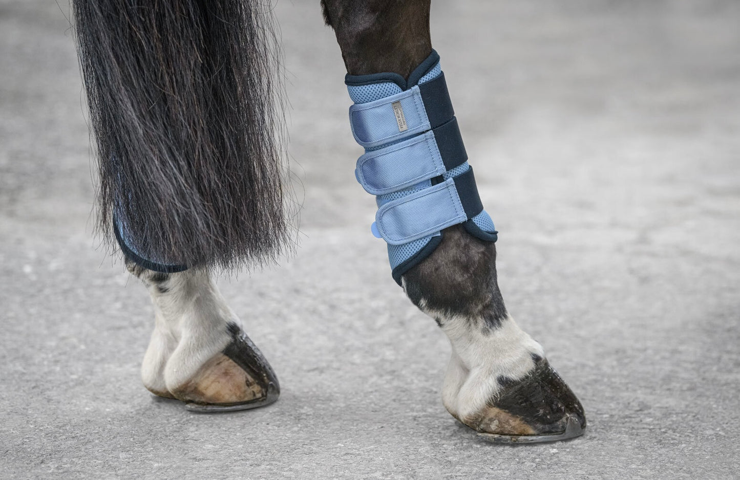 Protectores Suiza. Patas traseras