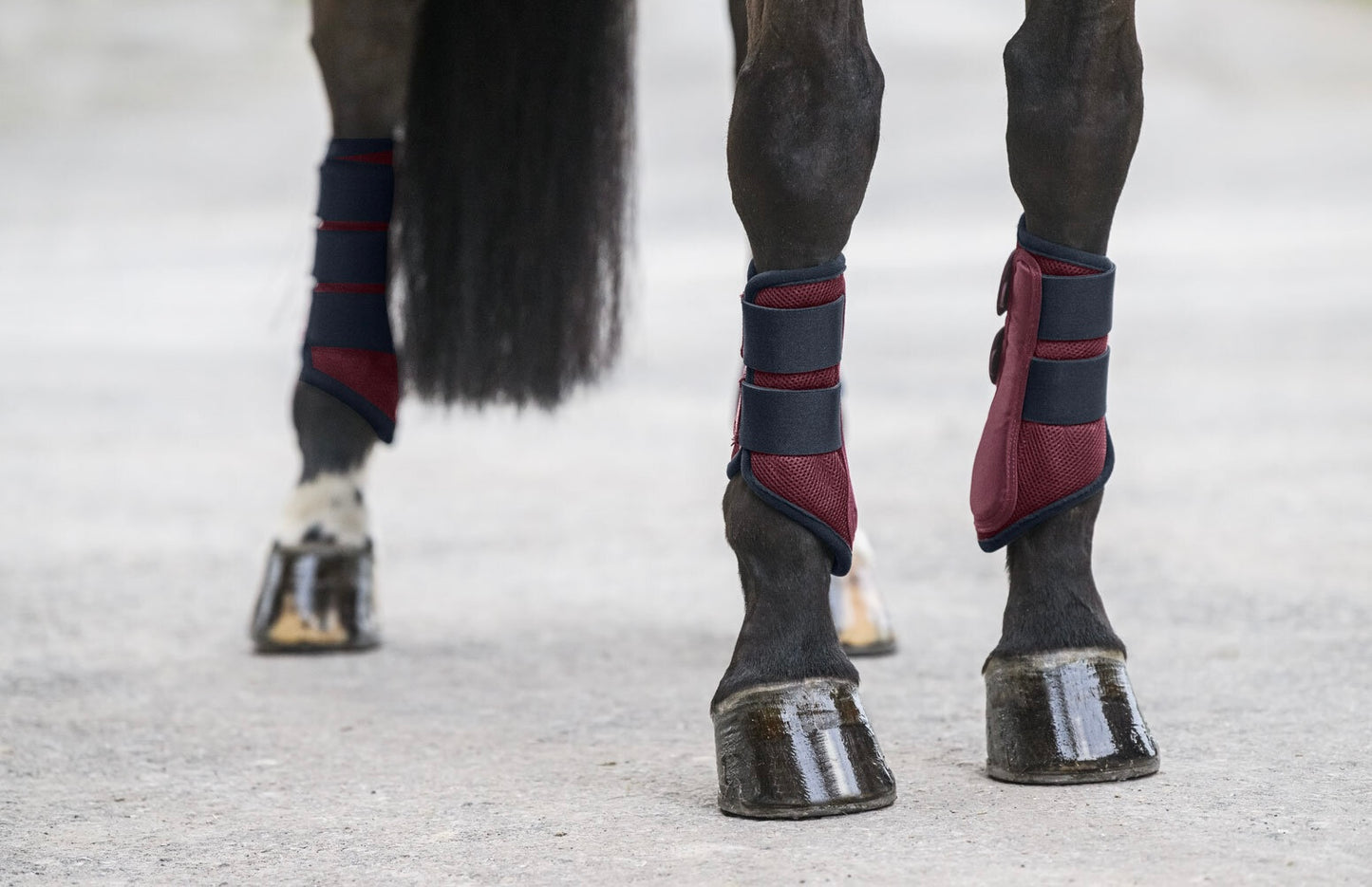 Protectores Suiza. Patas traseras