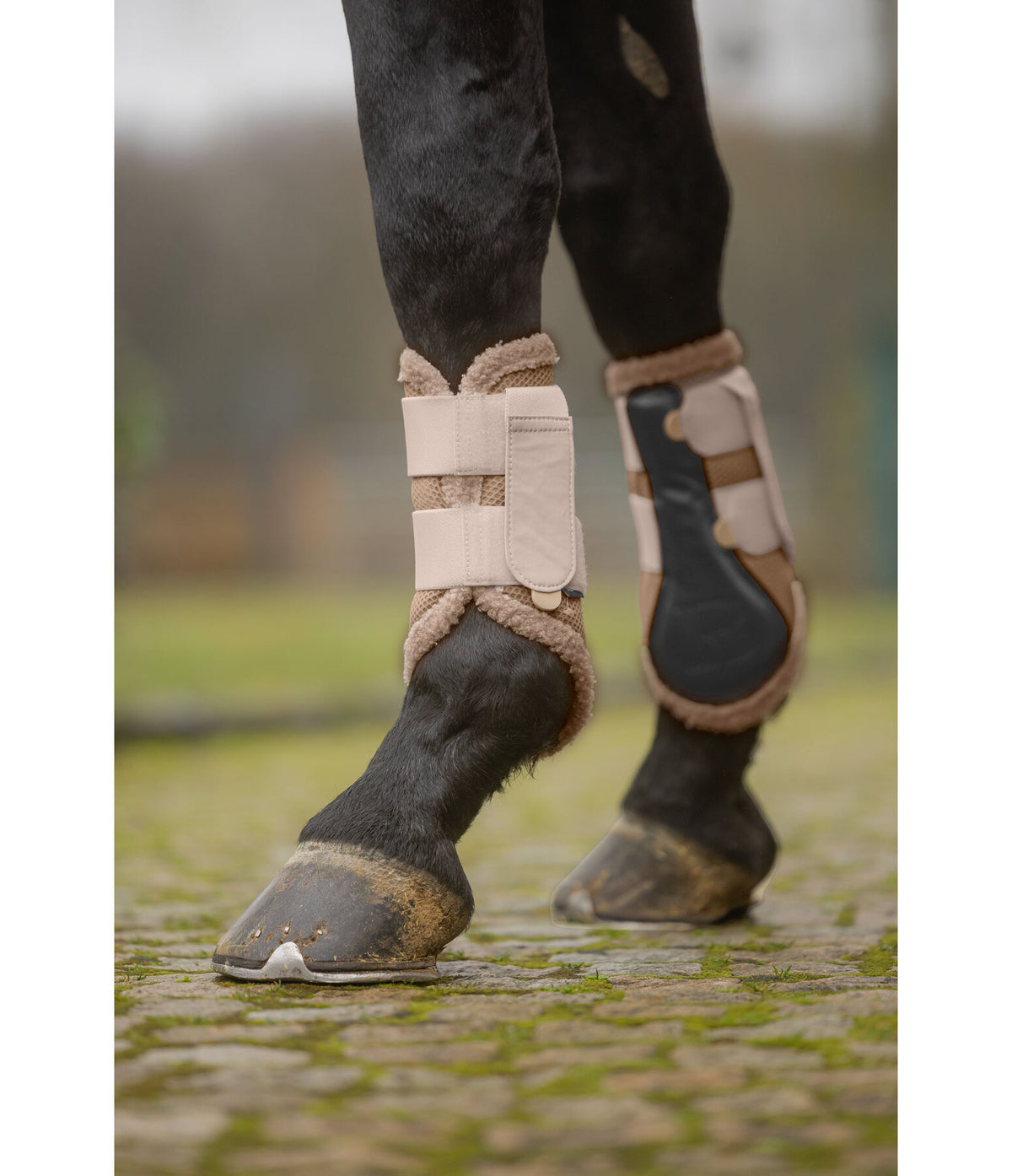 Protectores Teddy ||